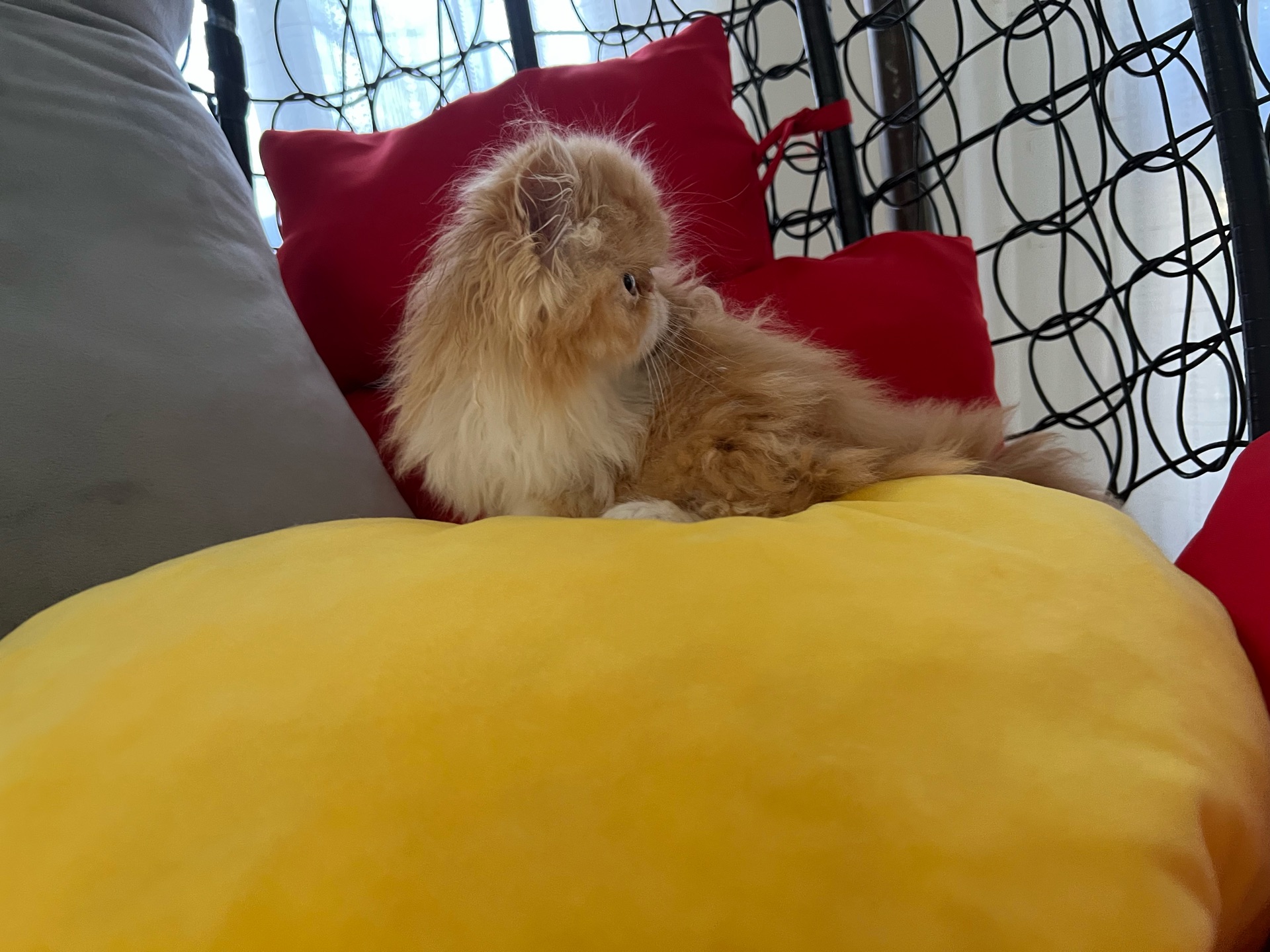 Cute Persian kitten - Image 4