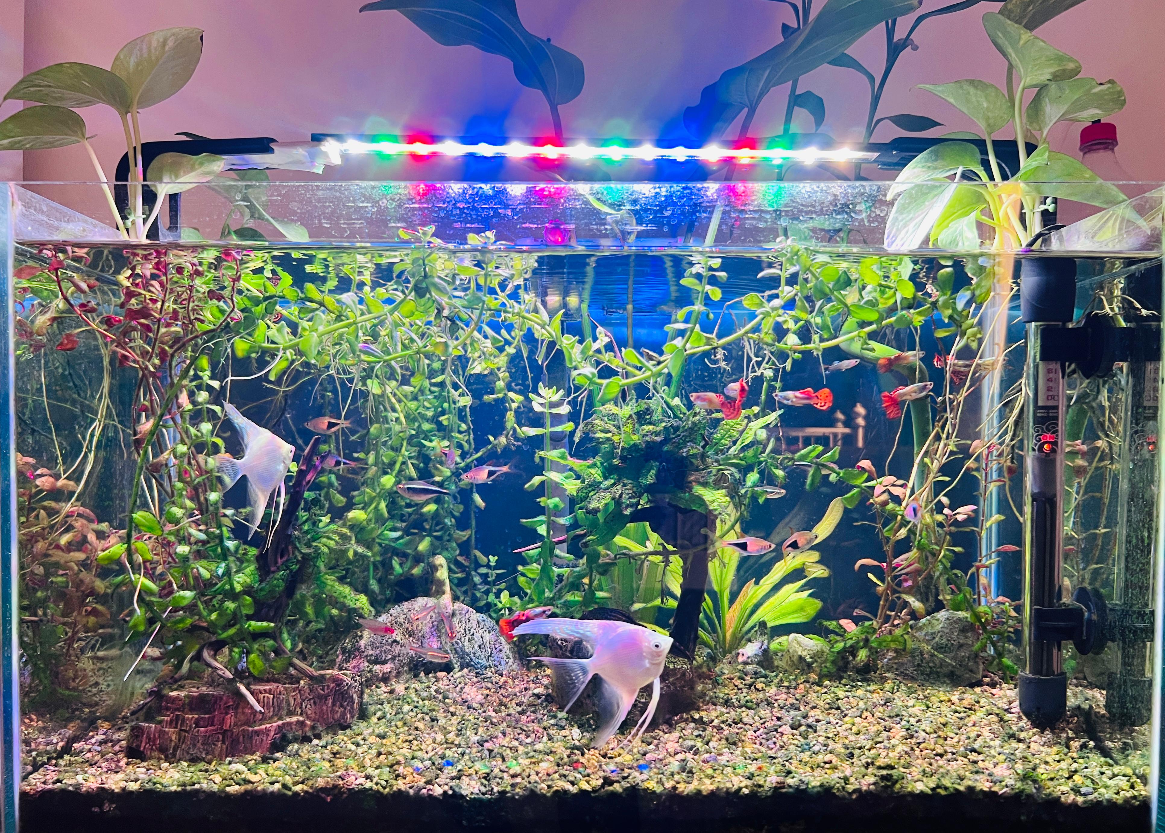 Planted Aquarium Tank along with Fishes - Image 4