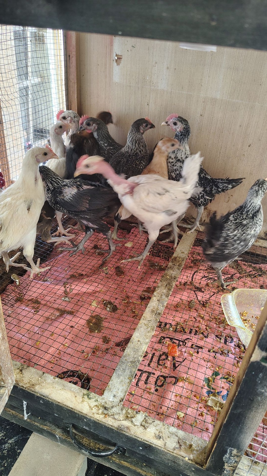 home Baladi chicks for sale - Image 1