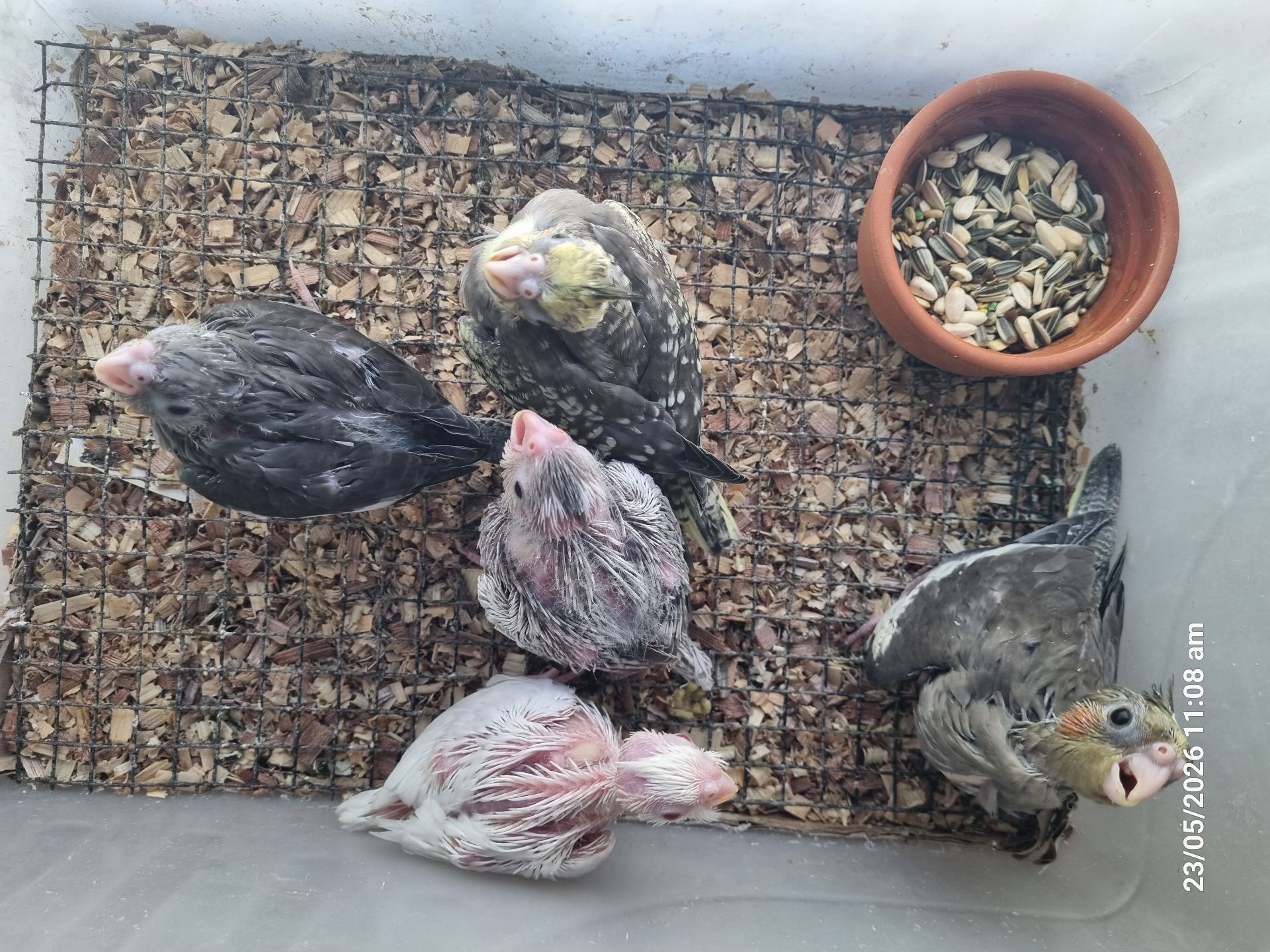 Cocktail Chick Albino فروخ كوكتيل ألبينو - Image 3