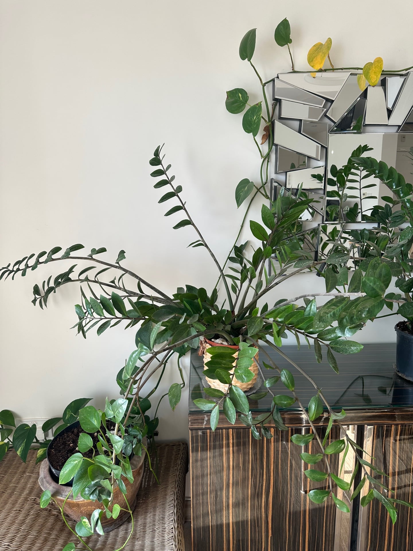Zamia plant and corn plant/tree - Image 3