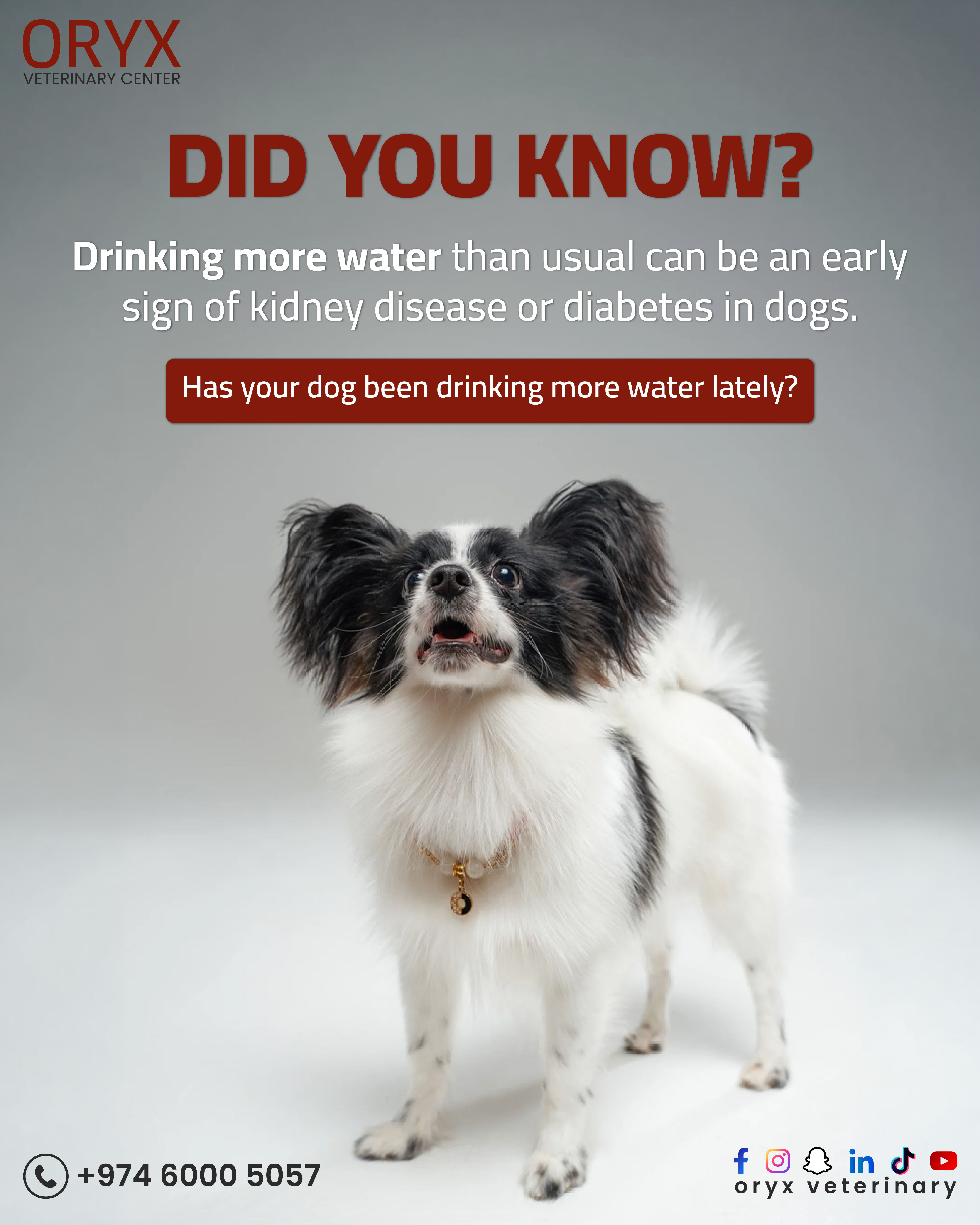 Everything Your Pet Needs, All in One Place | Oryx Veterinary Center - Image 5