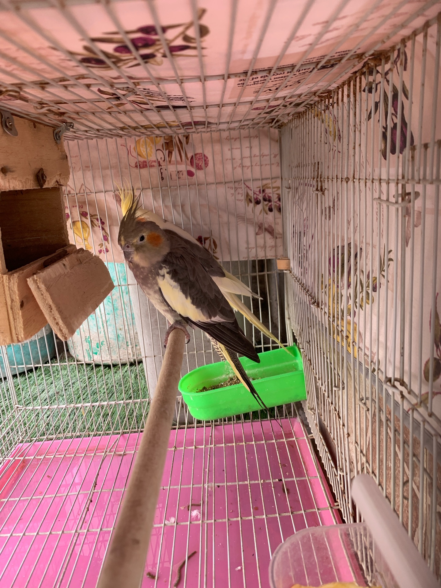 Cockatiels pair with big cage for sale  - Image 4