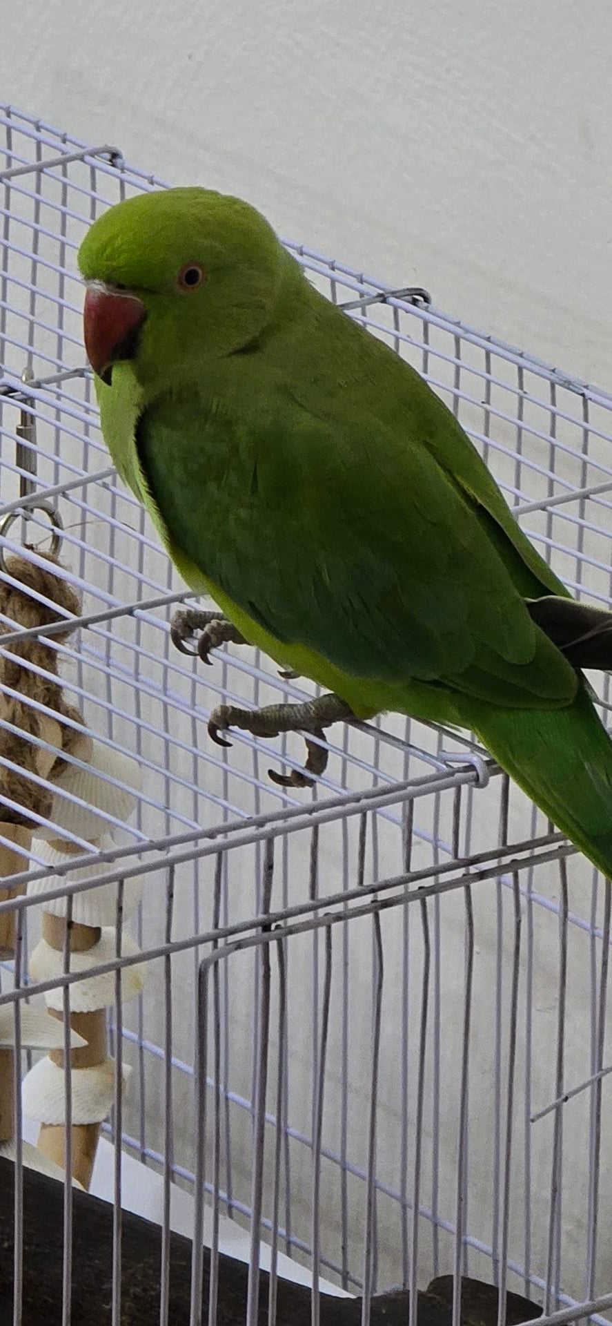 INDIAN PARROT - Image 3