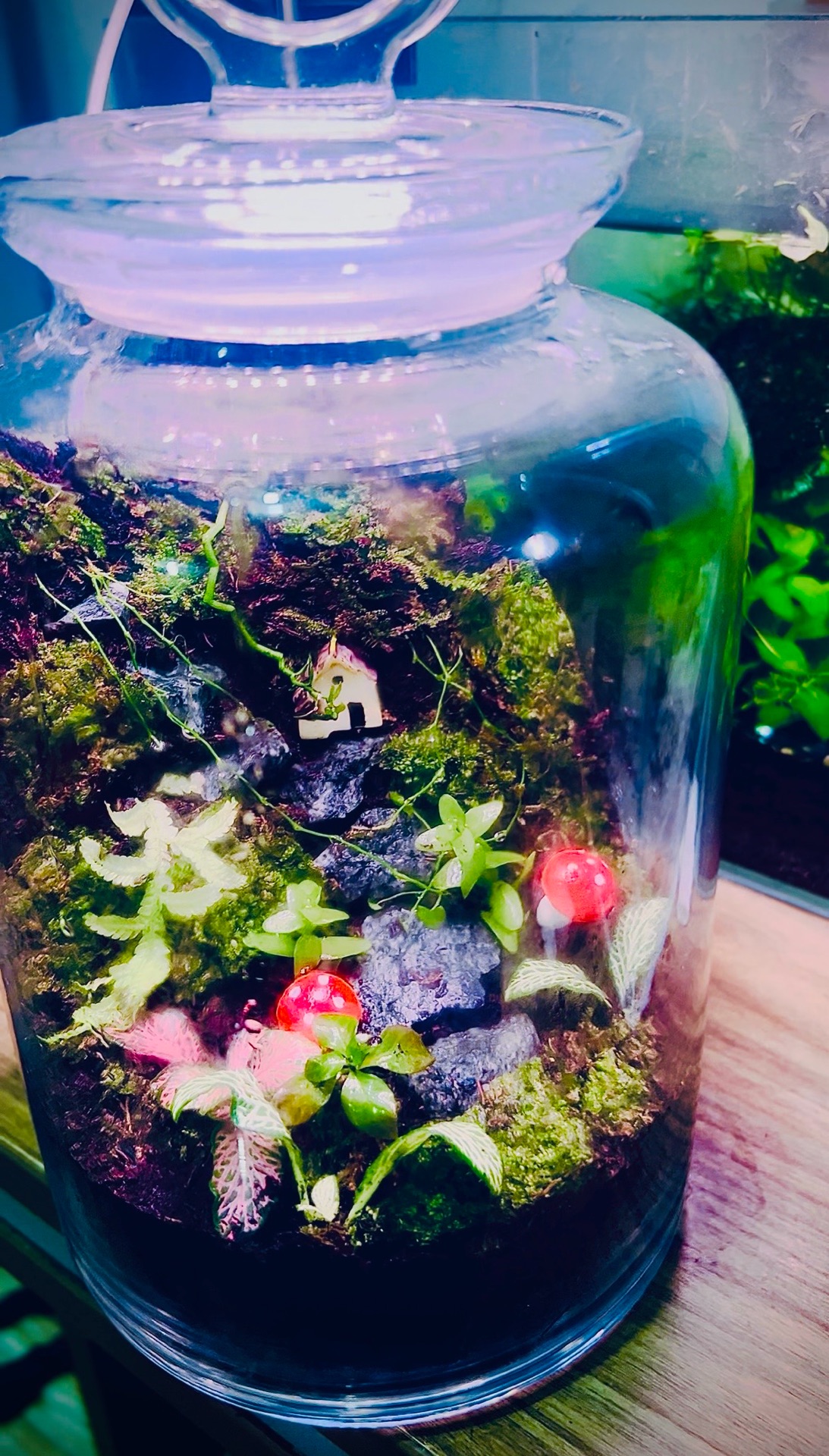 Terrarium full set with springtails light - Image 1