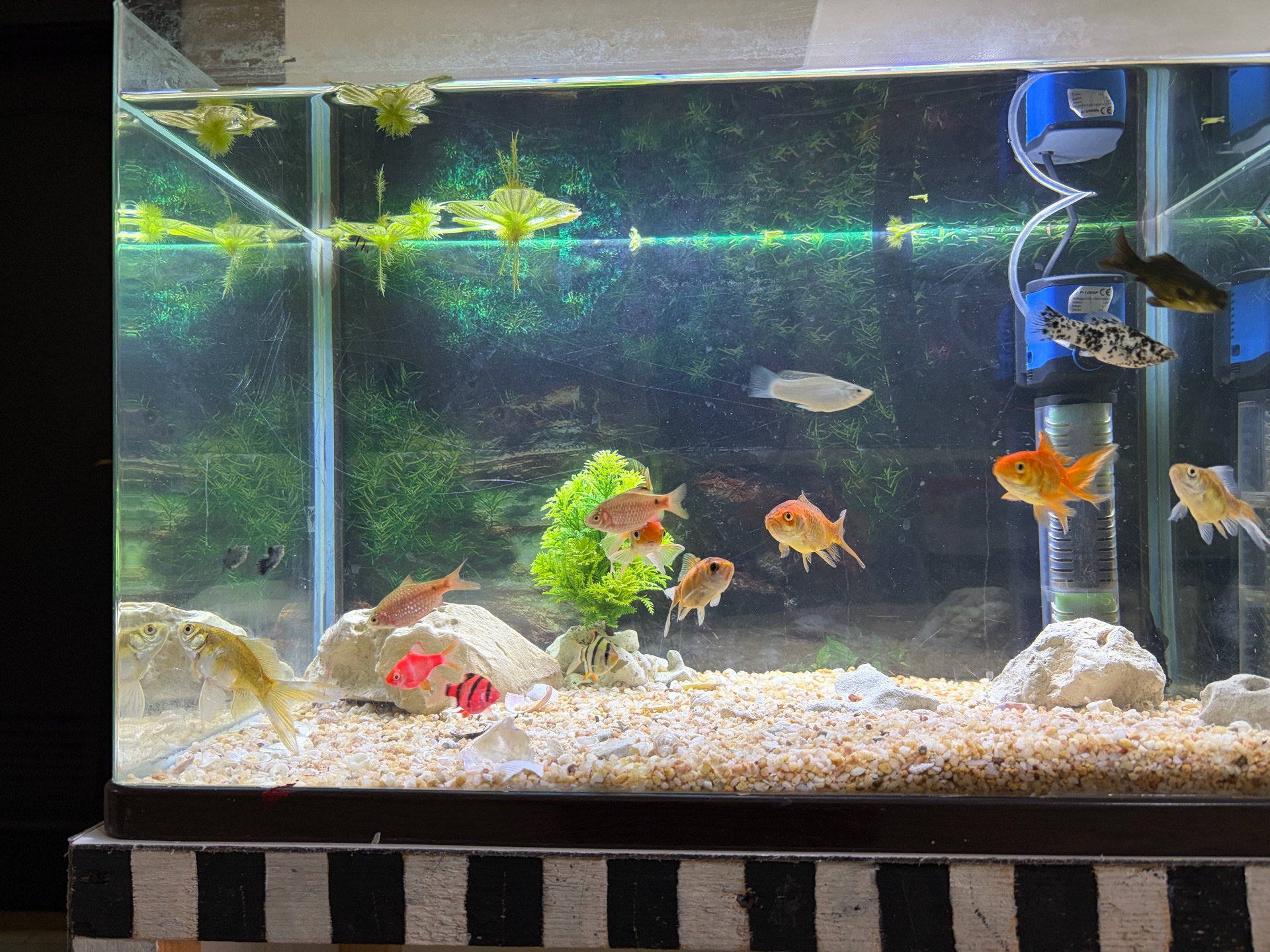 Colored fish for sale – total 13 fish available. - Image 3