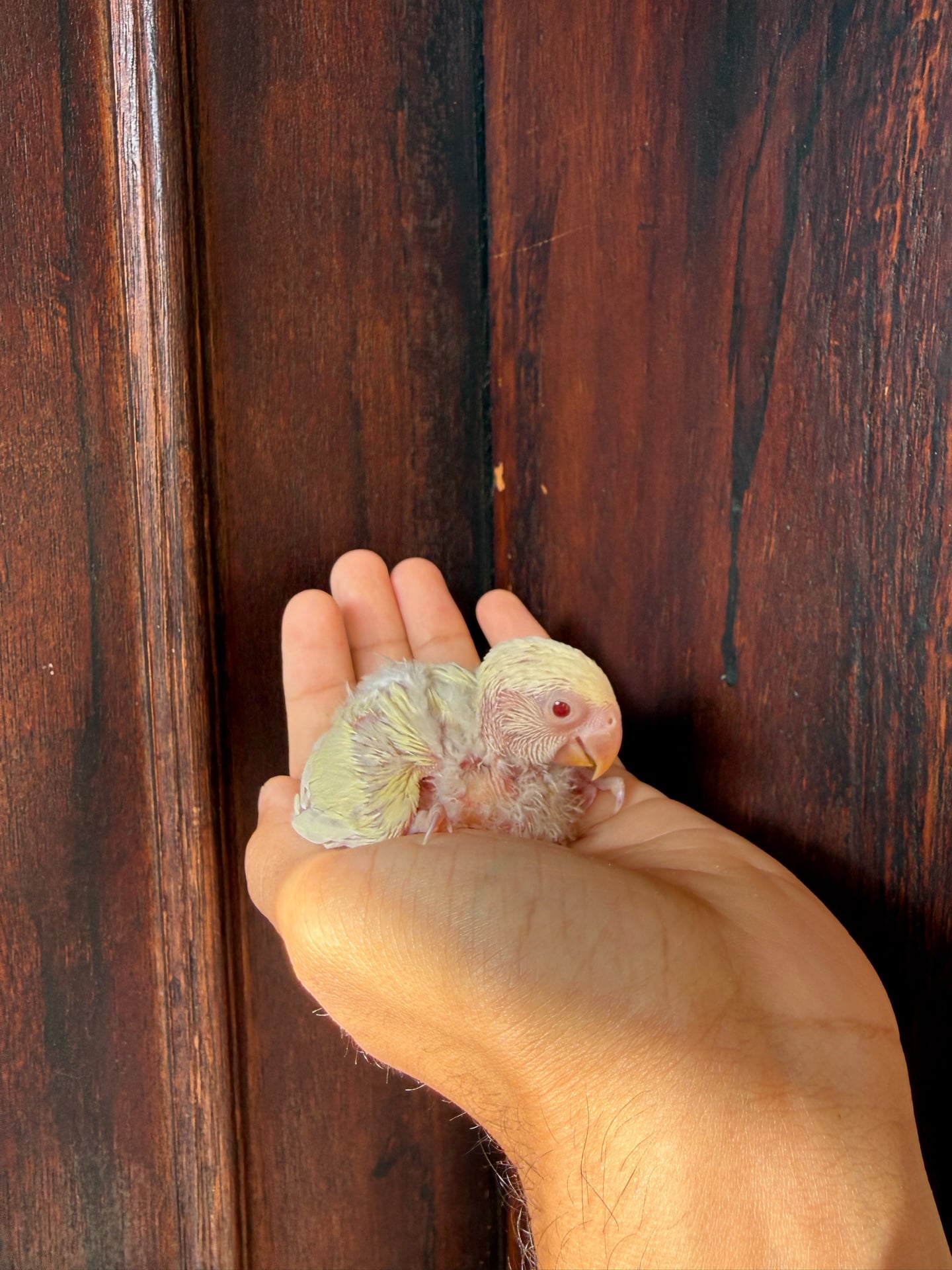 Cream color red eye lovebird chicks - Image 1