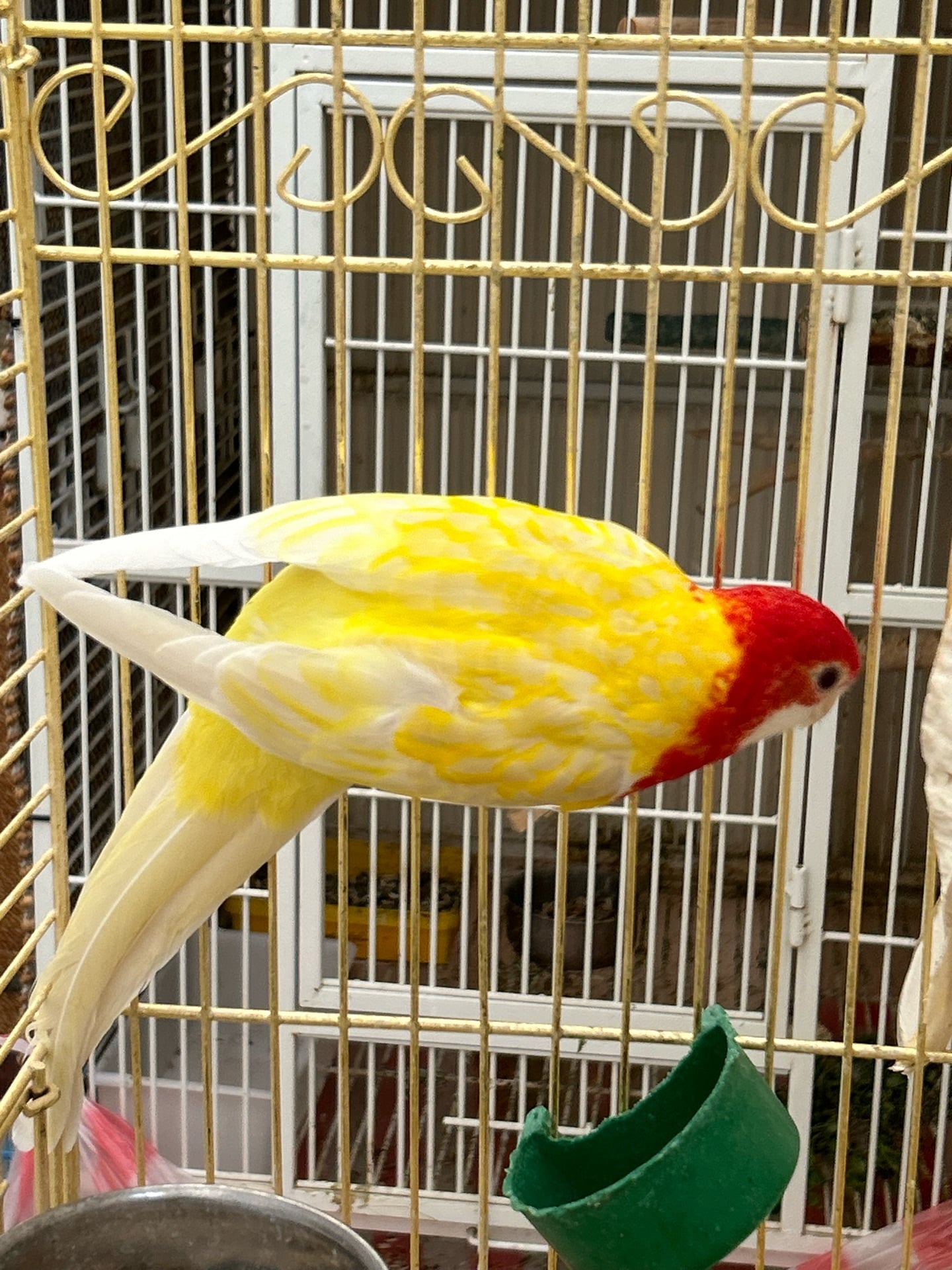 Rosella bird  - Image 2