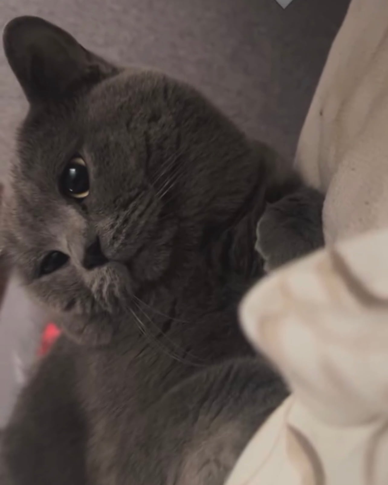 Cat  Urgent care  - Image 4