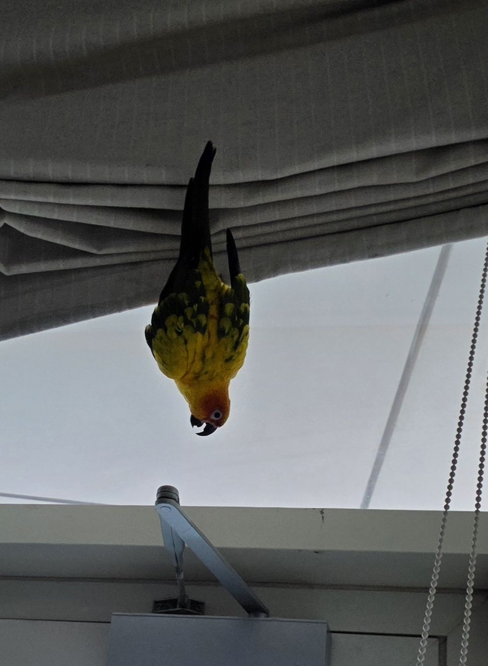 ببغاء Sunconure Mango - Image 9
