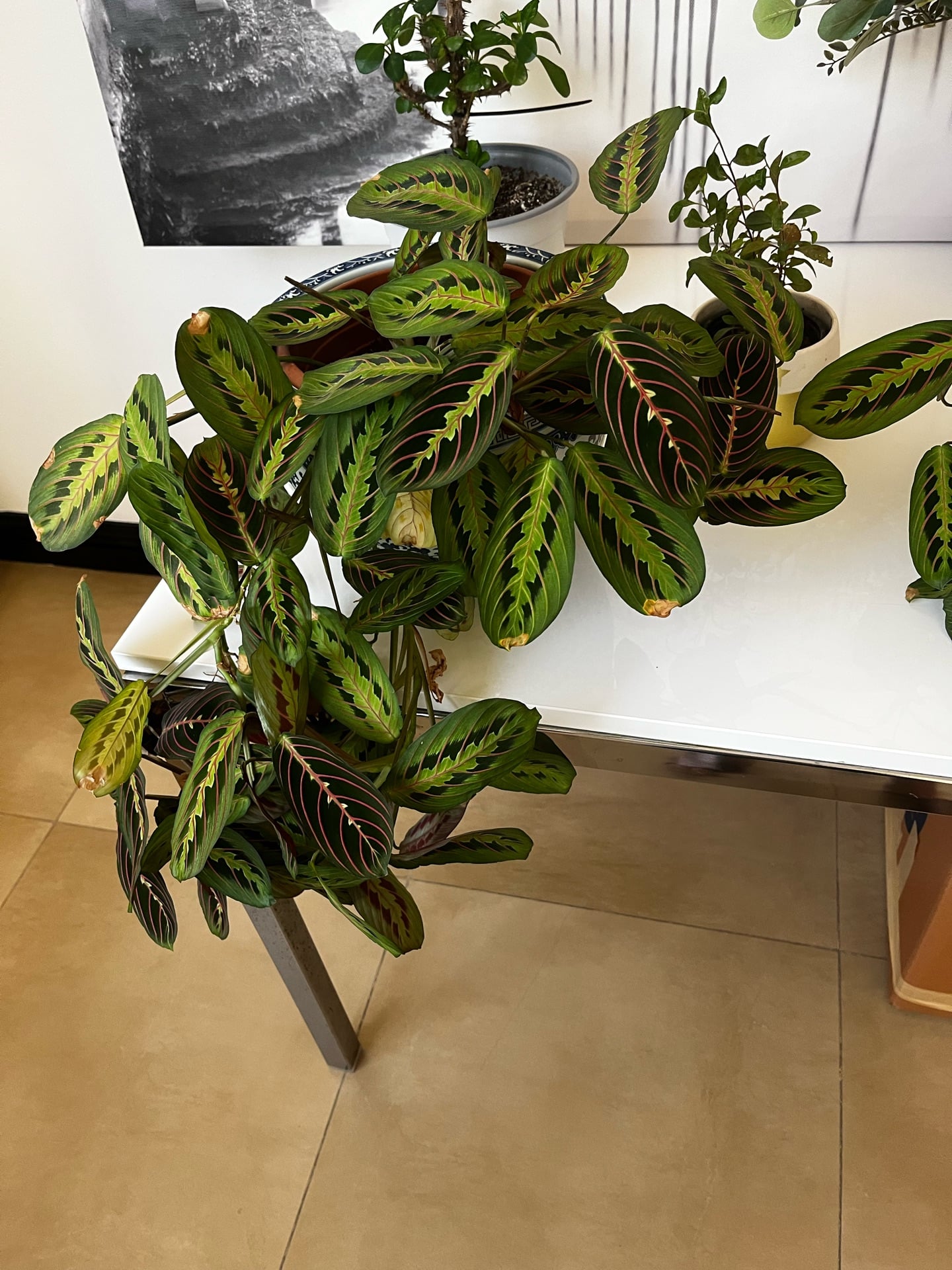 Indoor plants in good condition. - Image 3