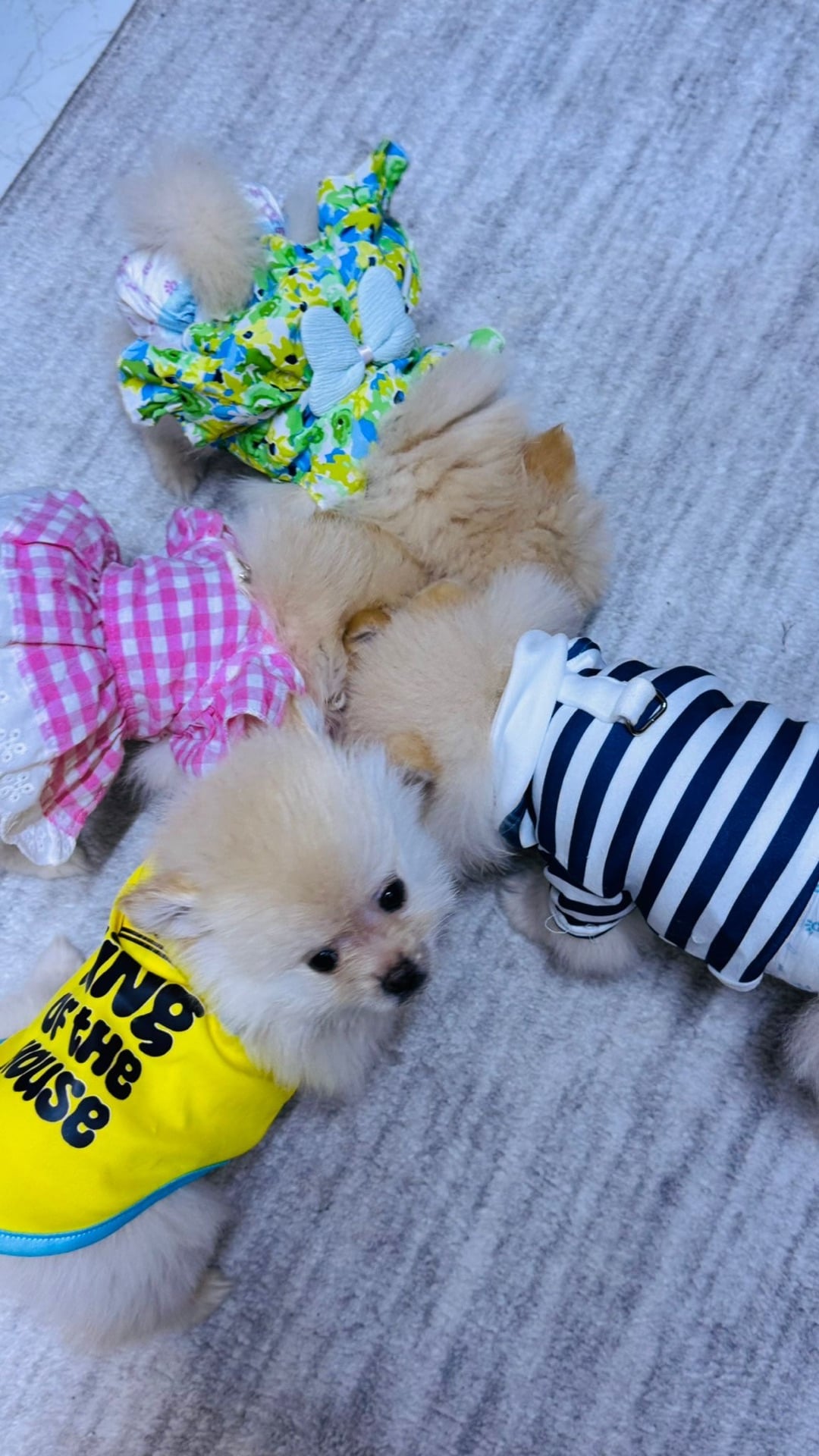 Adorable 8-Week-Old Pomeranian Puppies – Ready for New Homes - Image 2