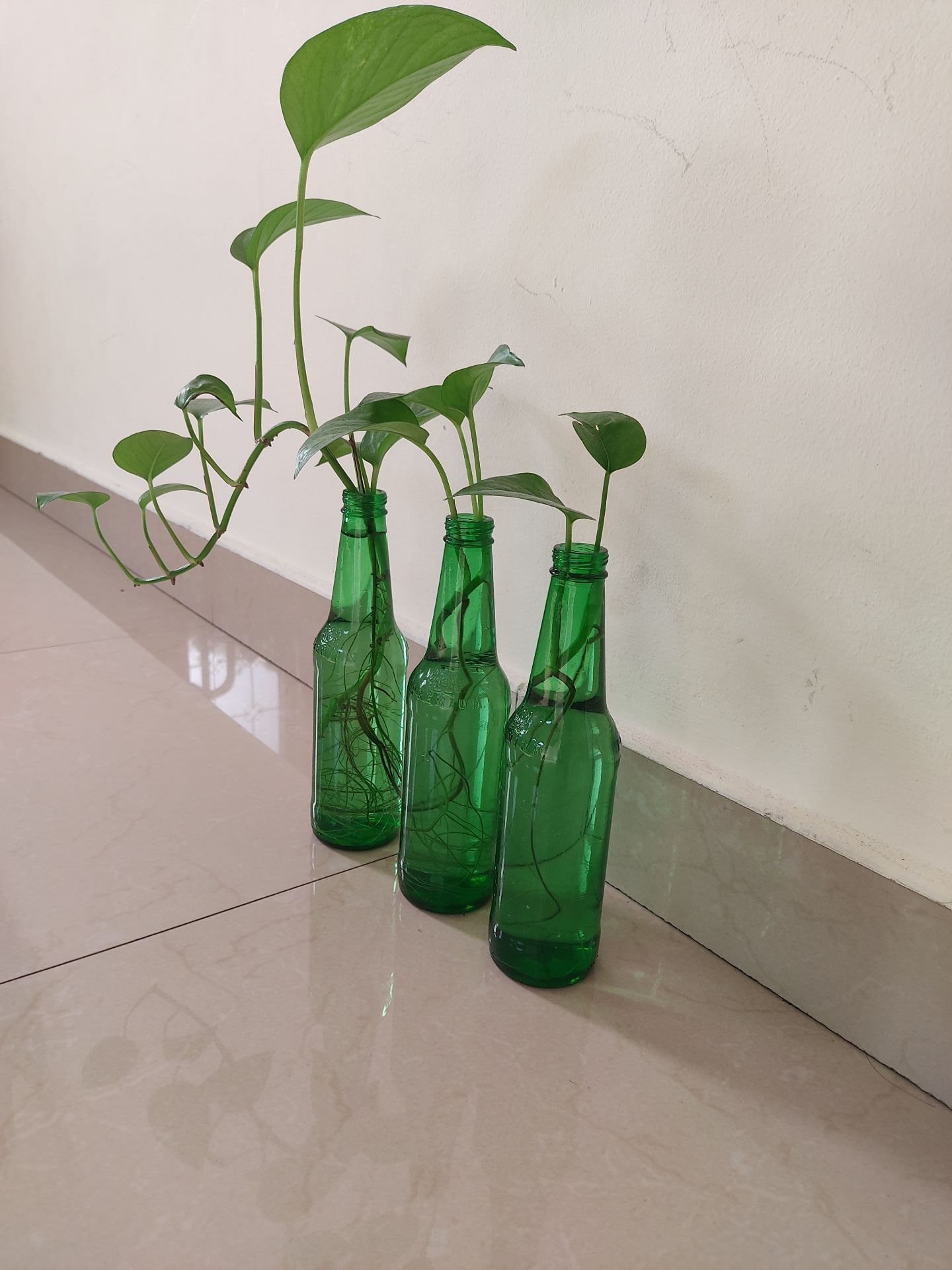   Money plant/ pothos - Image 2