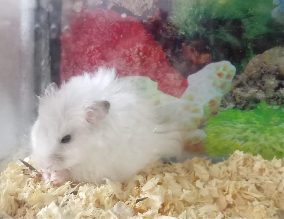 Syrian hamster - Image 4