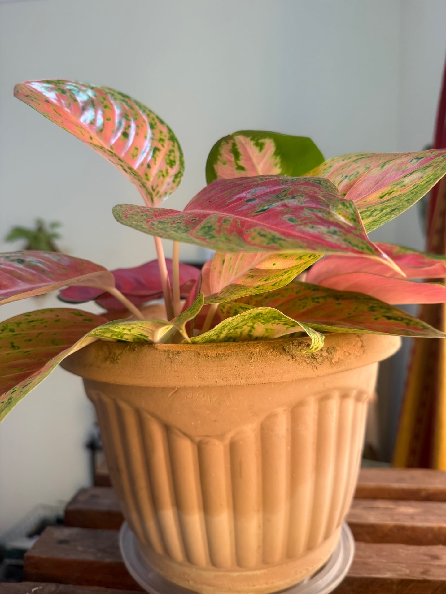 Zig zag plant stand  - Image 3