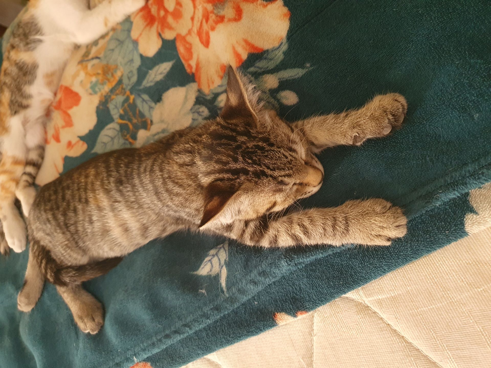 2.5 month's old kittens for adoption  - Image 7