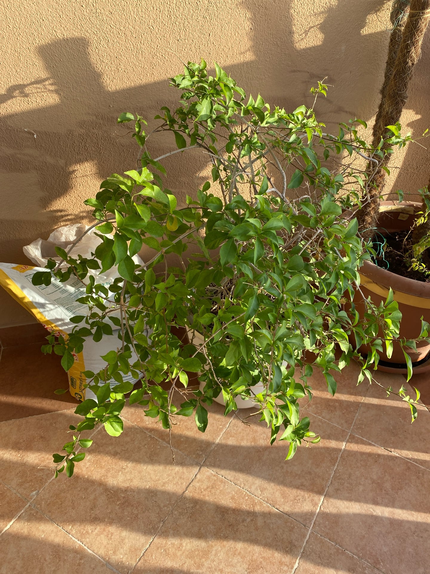 Plants from 50 riyals to 150 riyals - Image 4
