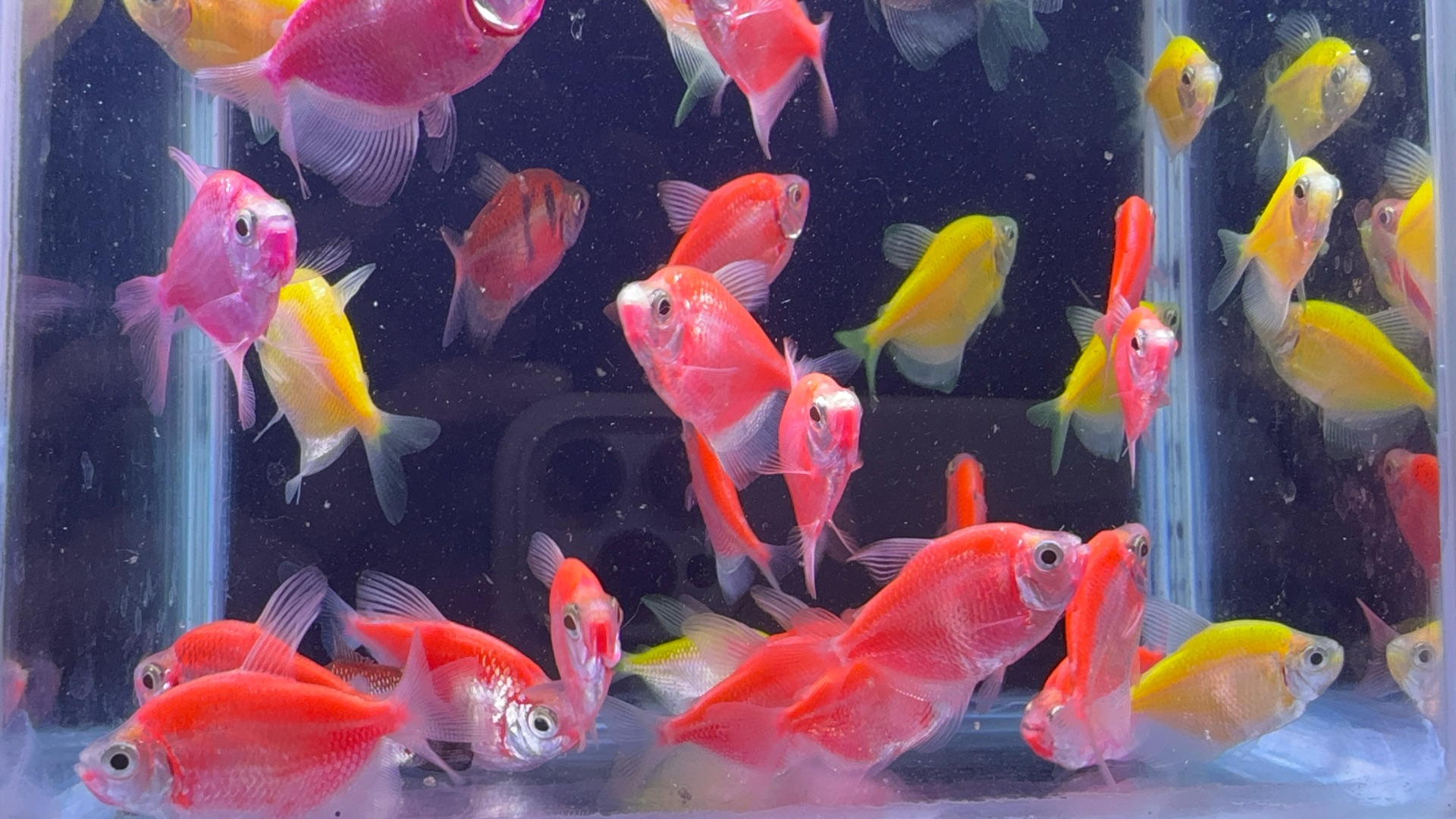 Glow tetra & golden tetra - Image 1