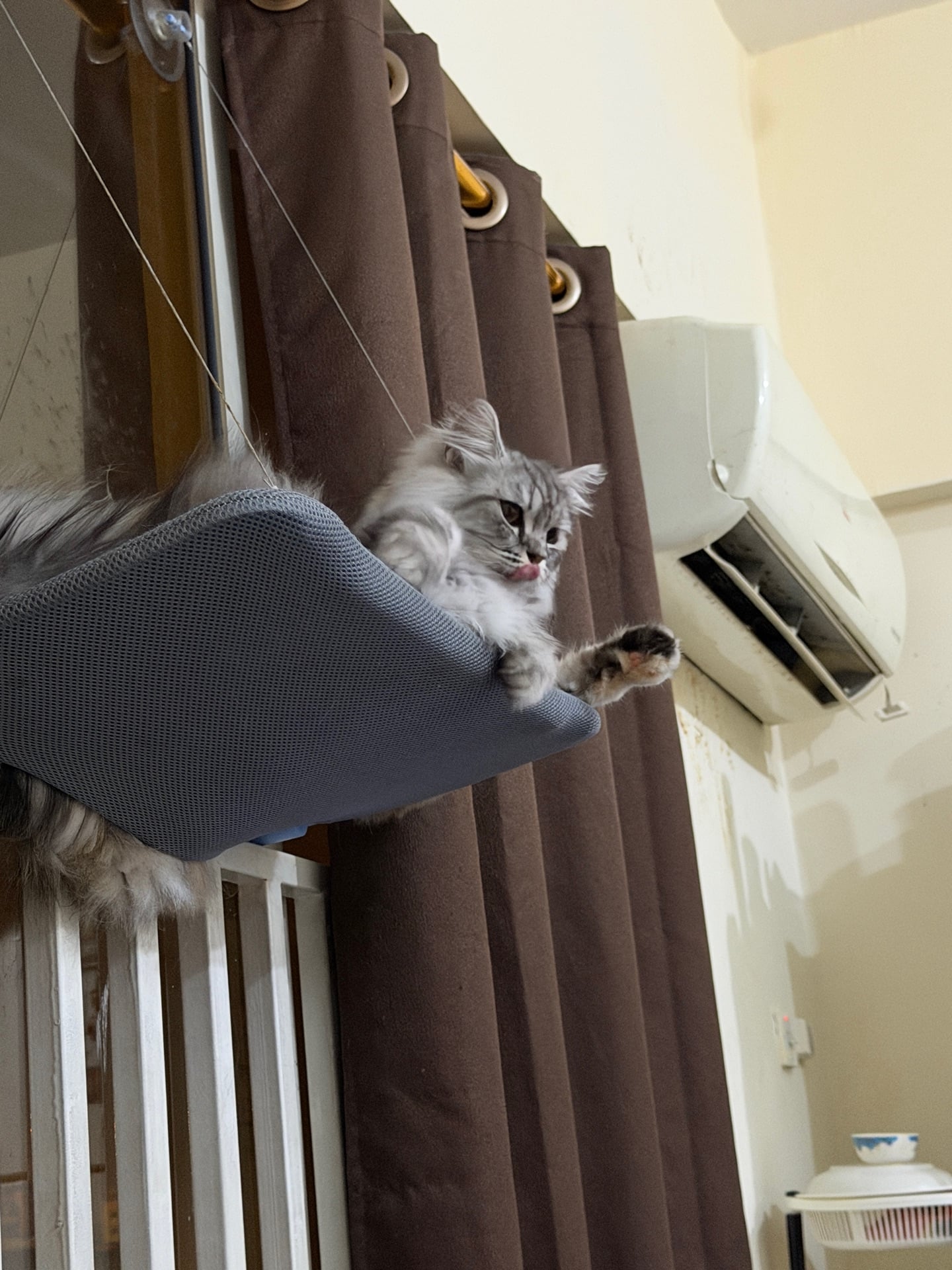 Cats for Adoption for free - Image 3