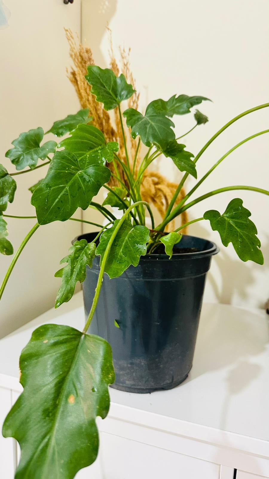 Indoor plants - Image 1