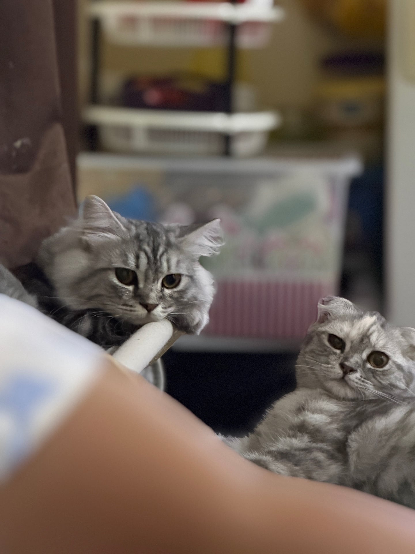 Cats for Adoption for free - Image 4