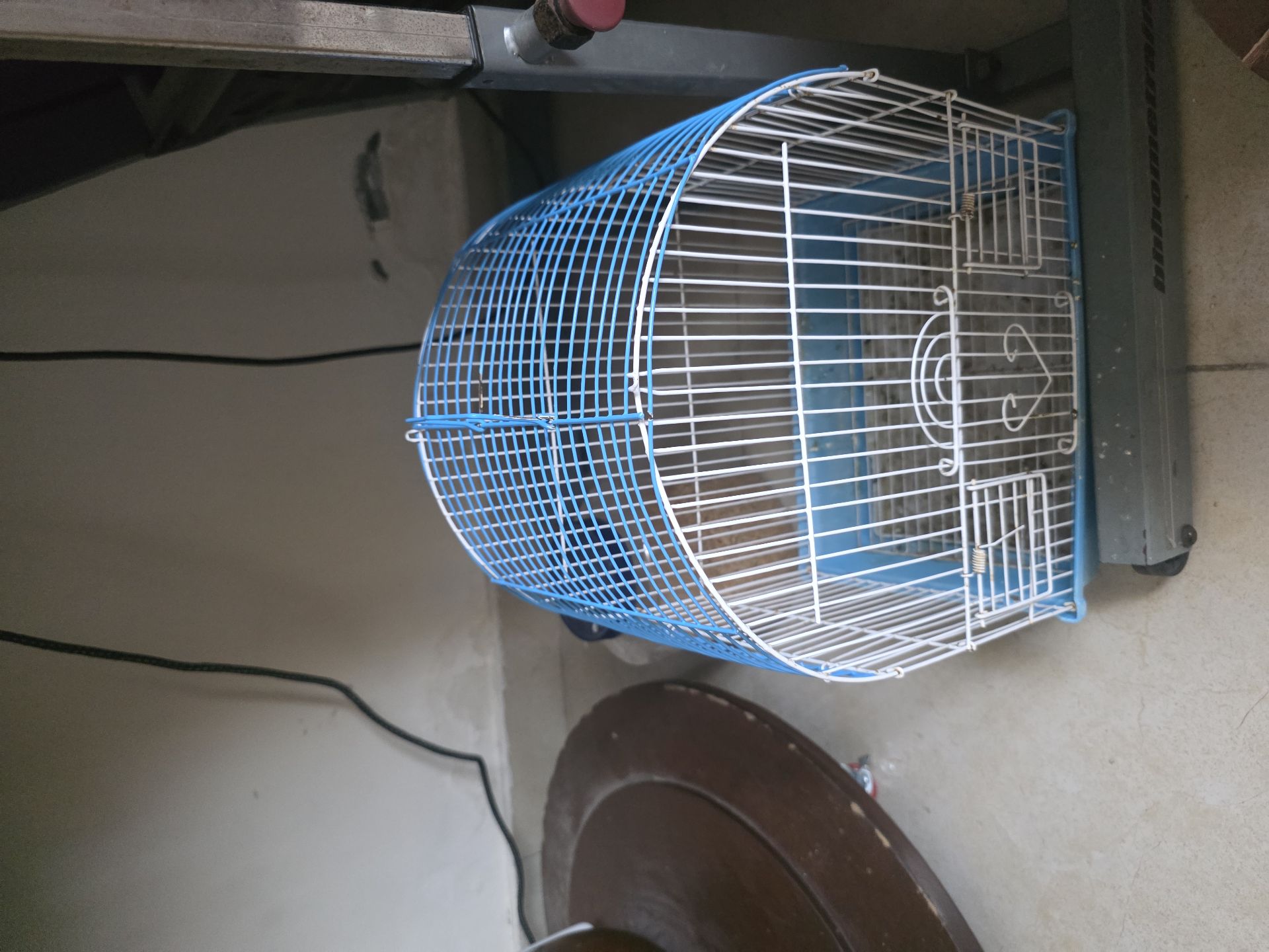 Male and female Love birds available for sale - Image 10