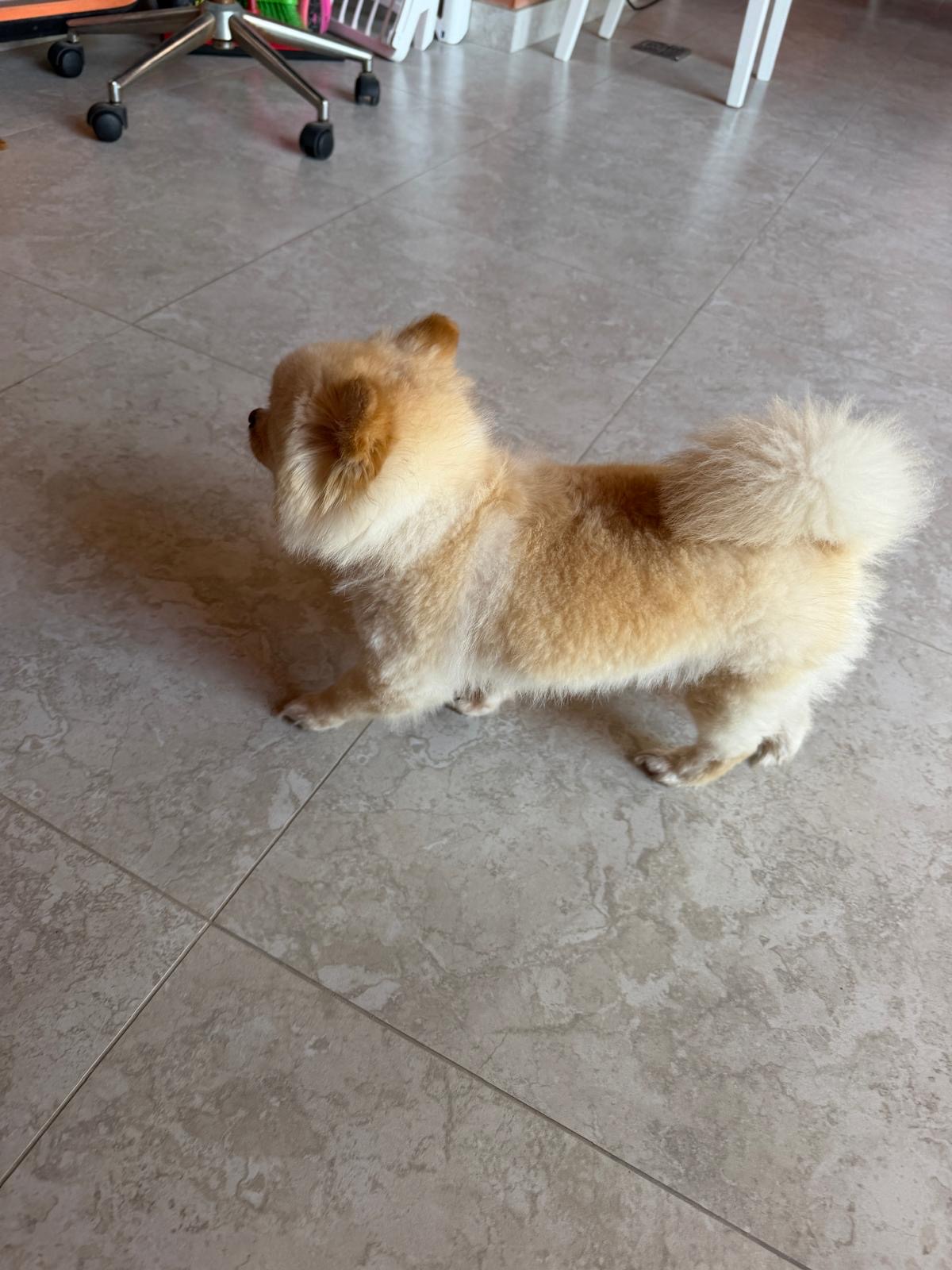 Pure Pomeranian Puppy 🐾 - Image 2