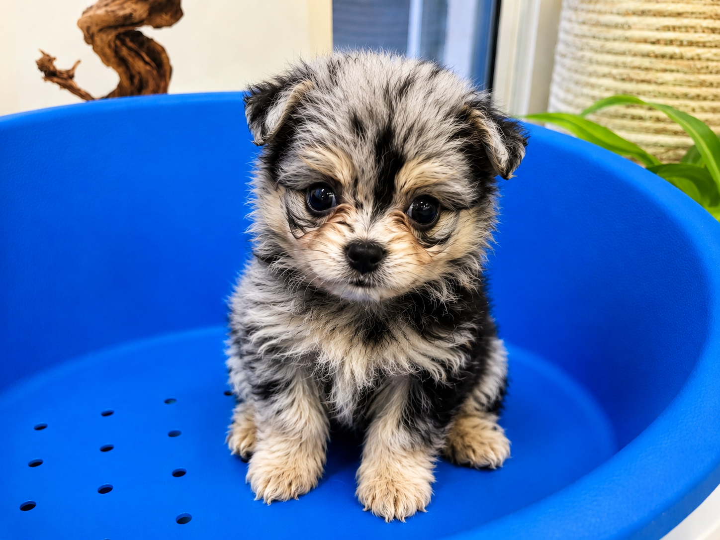 Pomapoo - Image 2