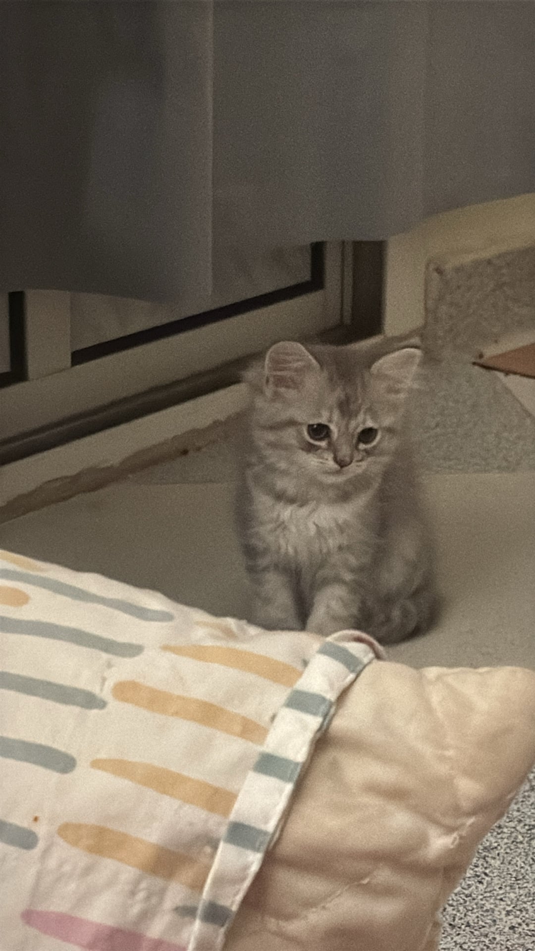 Female Kitten, looking for a Comfortable New Home - Image 4
