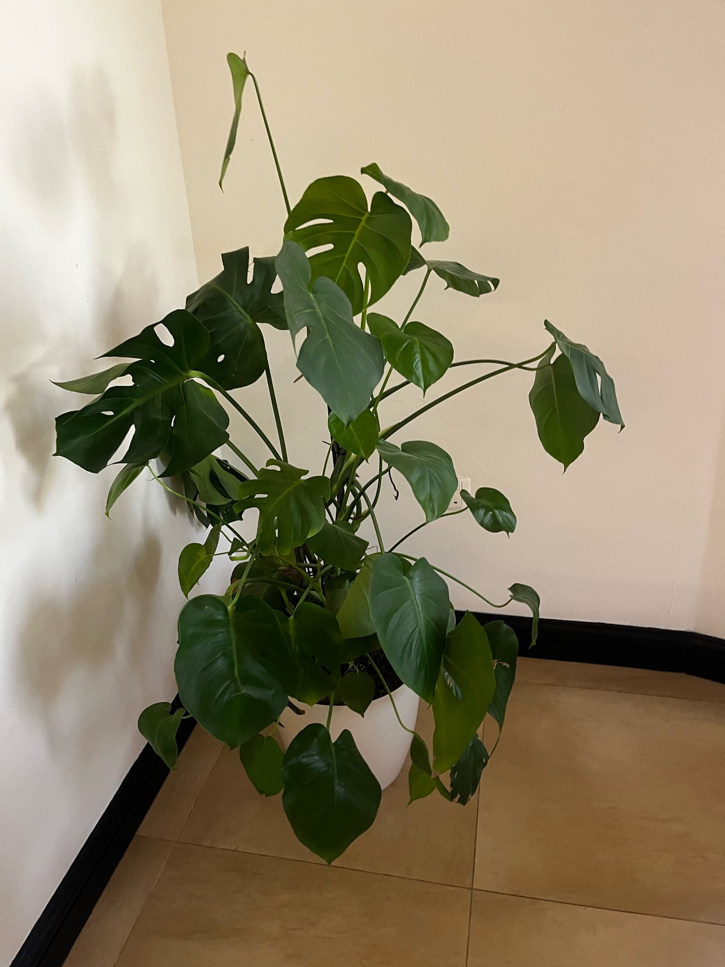 Indoor plants in good condition. - Image 2