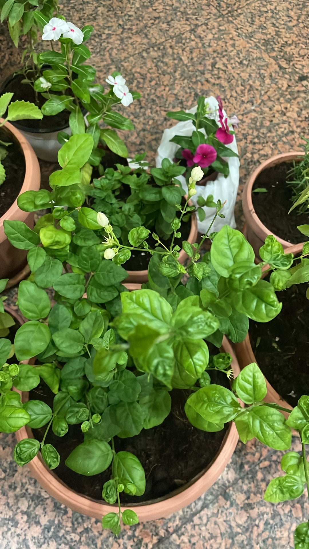House balcony garden plants with jar  - Image 5