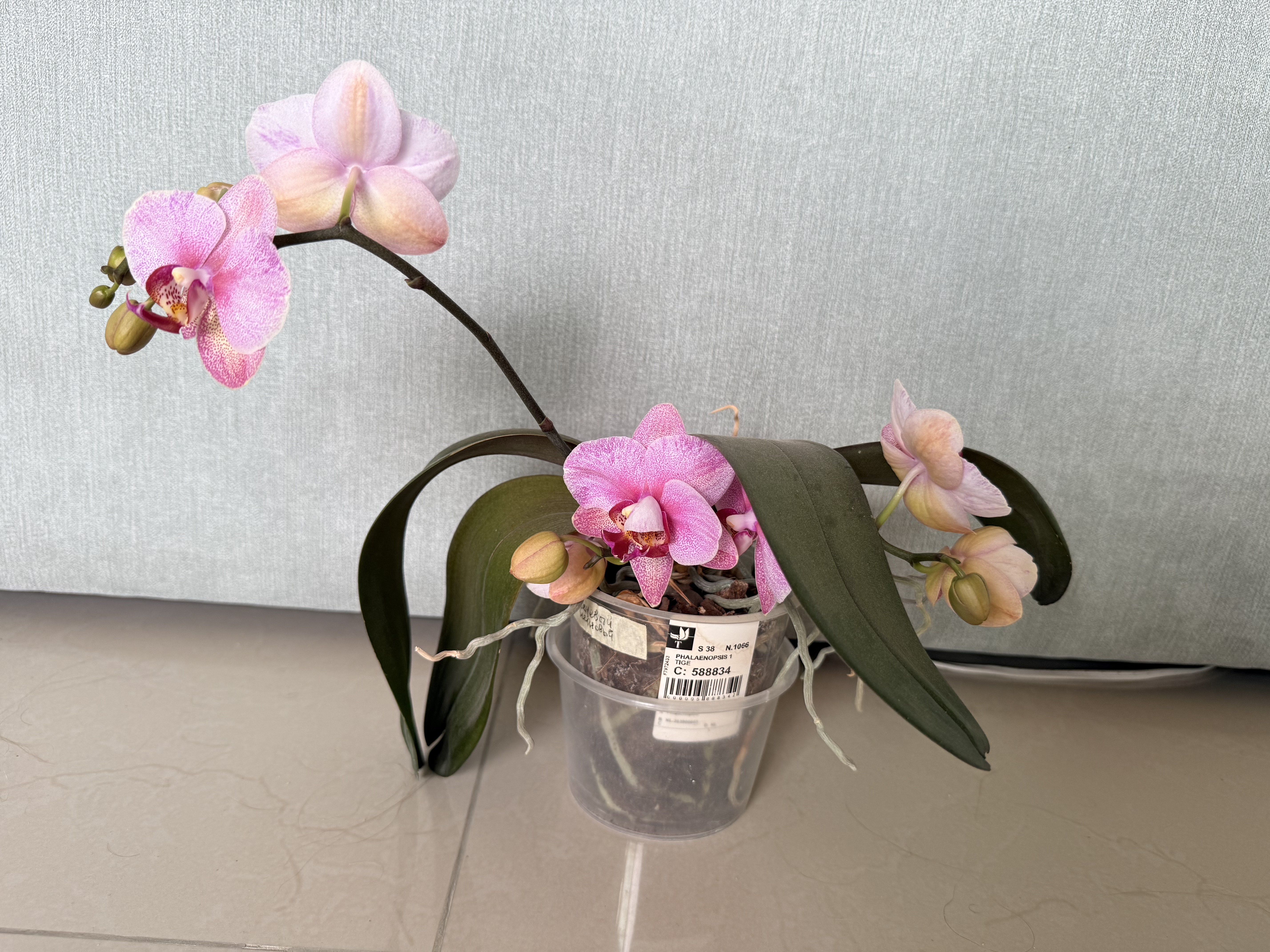 Orchids to choose indoor plants  - Image 6