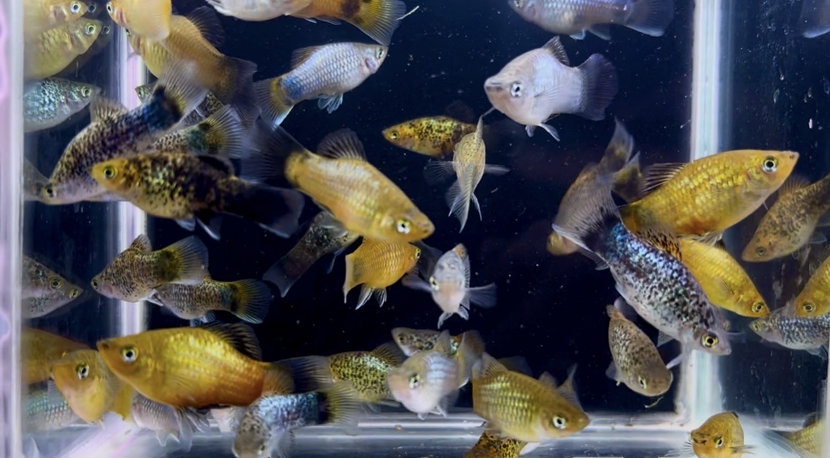 Platies for sale  - Image 4