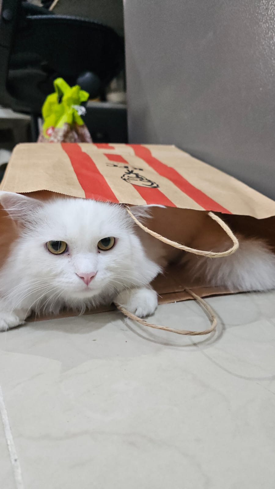 Two cats for adoption - Image 3