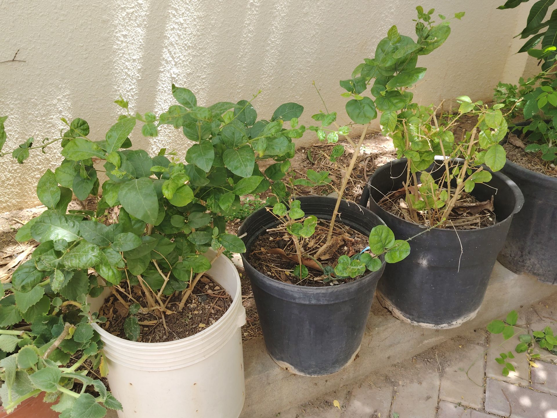 4 jasmine plant - Image 4