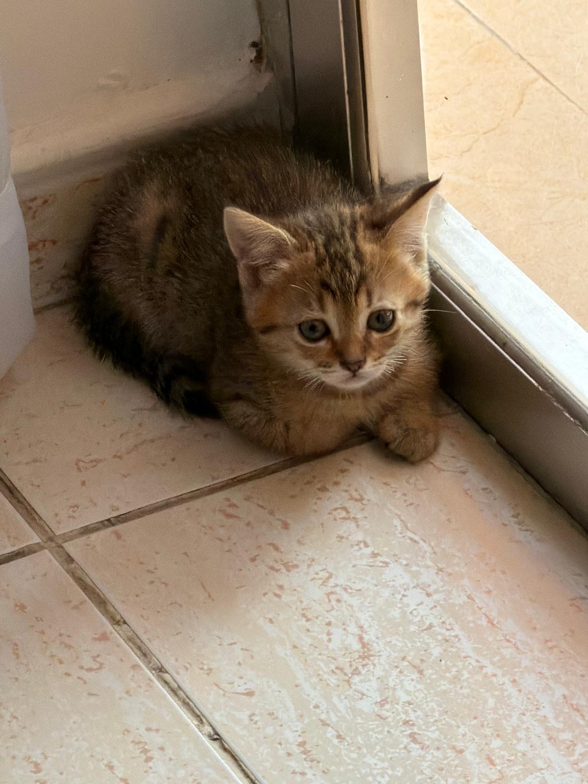 Two kitten female - Image 2