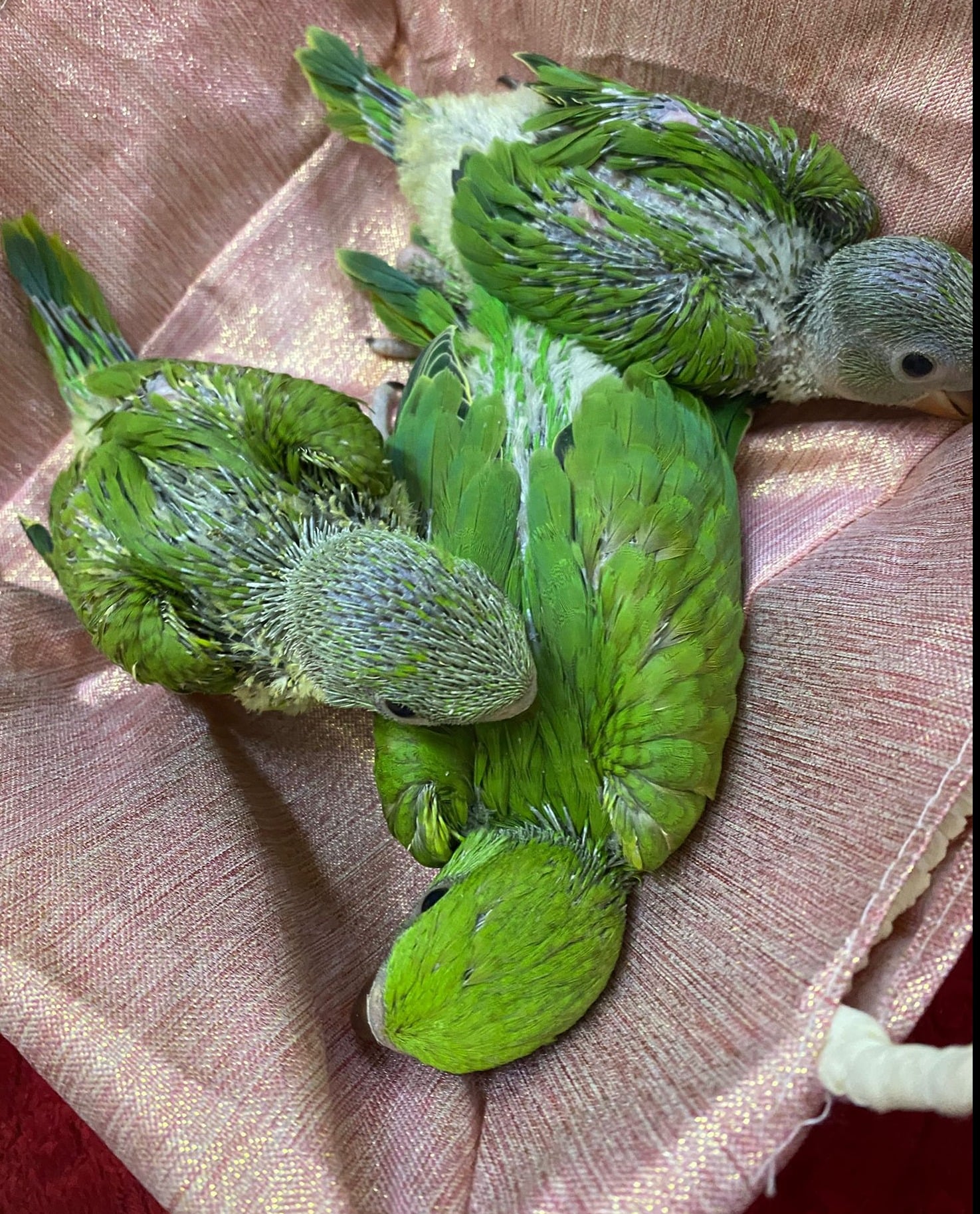 Indian Ring net Parrot (Hand feeding Babies) - Image 1