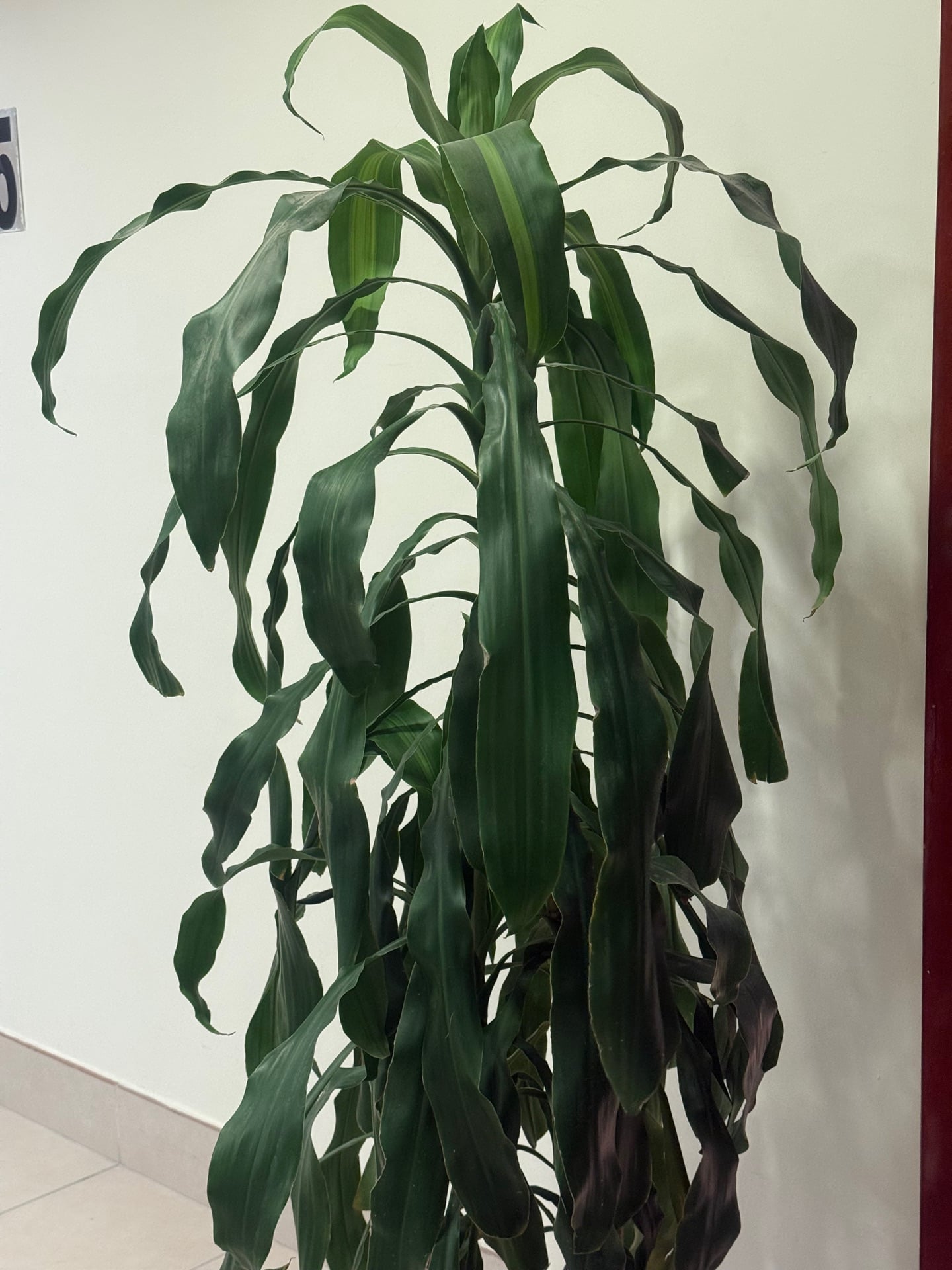 Indoor plant for sale - Image 1