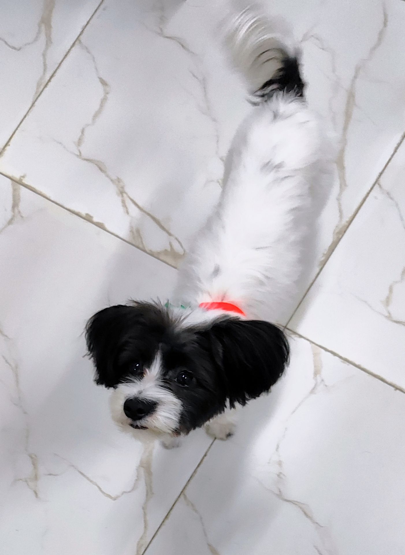 Dog for you🐶 - Image 2