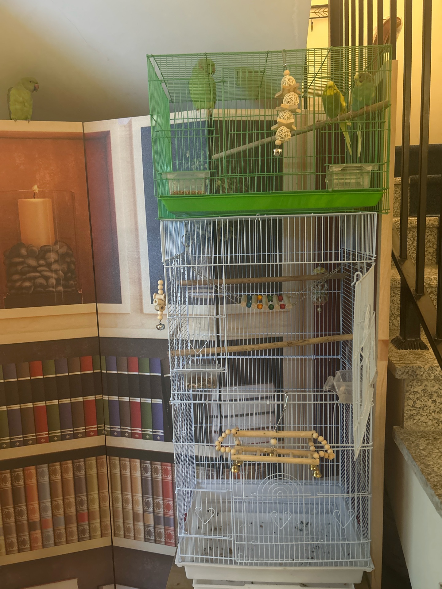 Parrot and Birds for sale  - Image 4