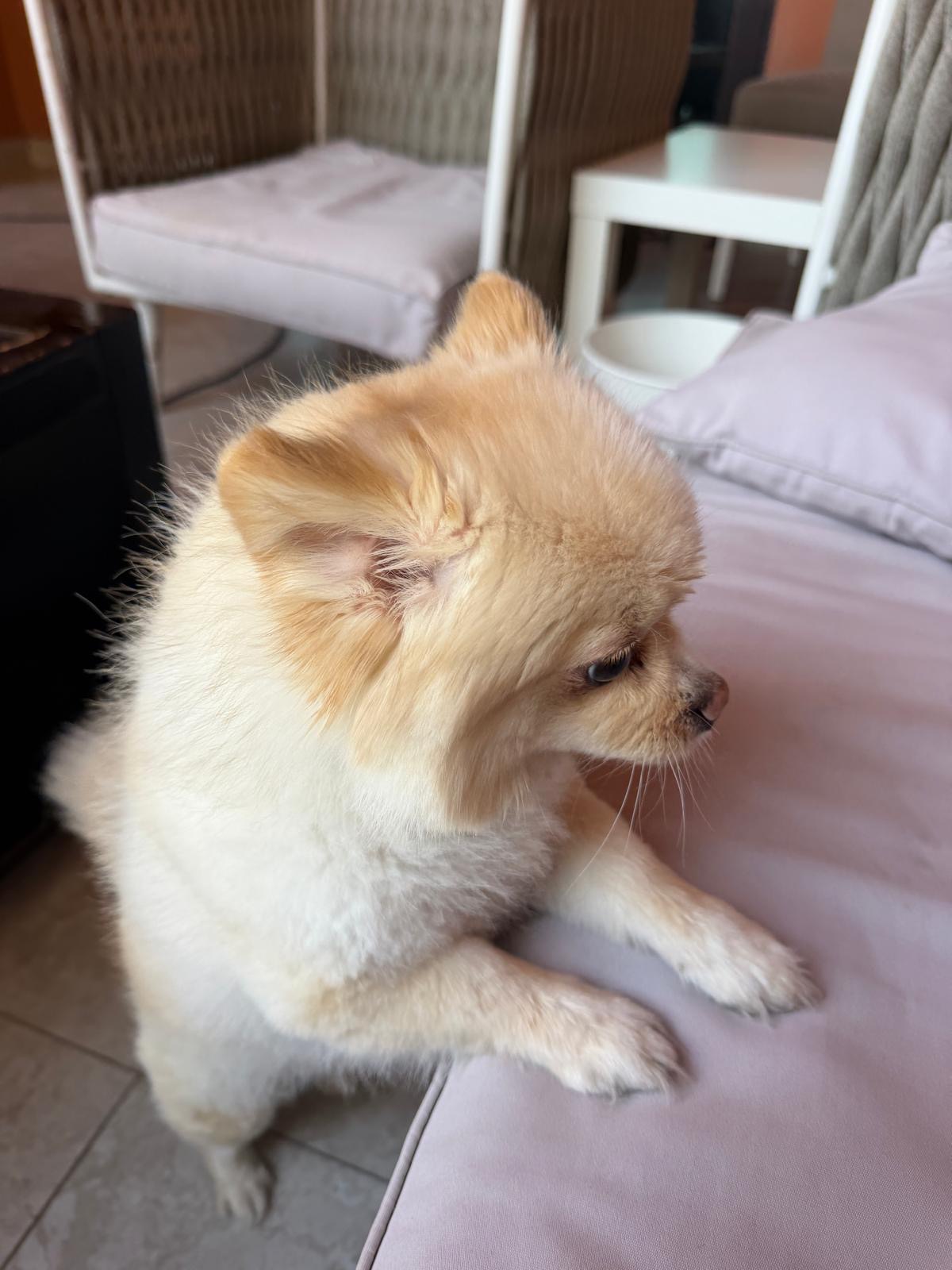 Pure Pomeranian Puppy 🐾 - Image 1