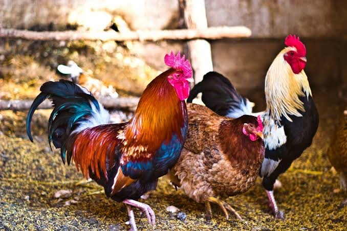 Chiken/rooster - Image 1