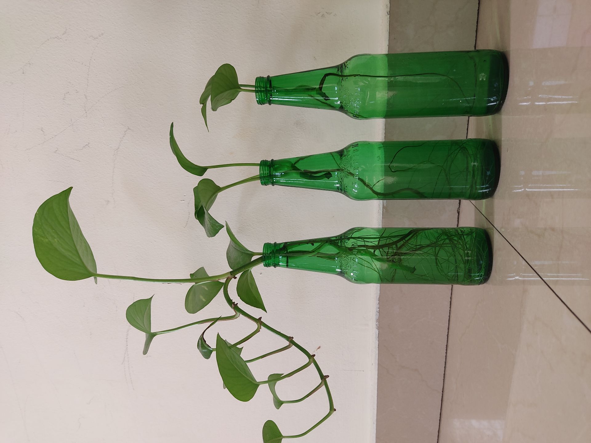   Money plant/ pothos - Image 3
