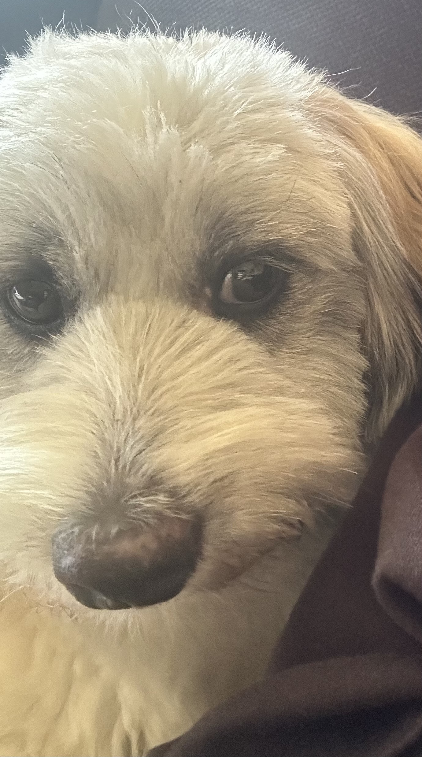 Dog for sale  - Image 4