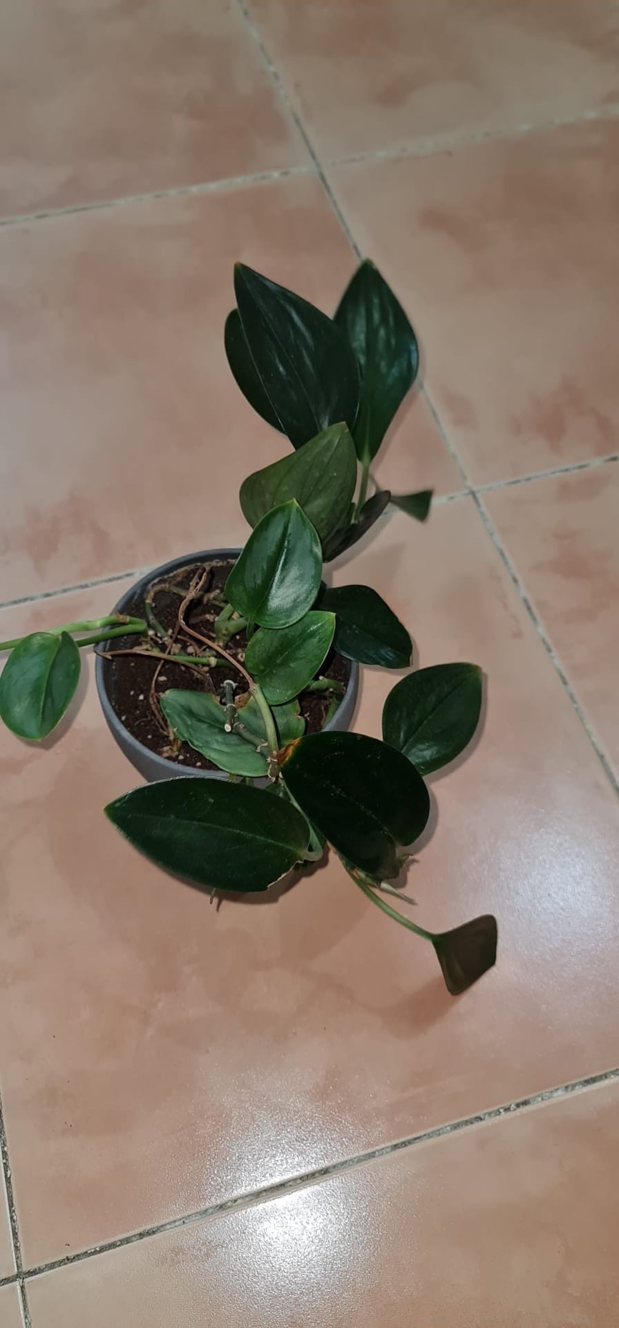 Outdoor plant &Plqnt stand  - Image 2