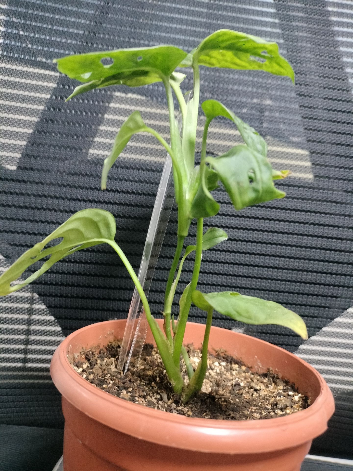 Indoor plants for selling  - Image 4