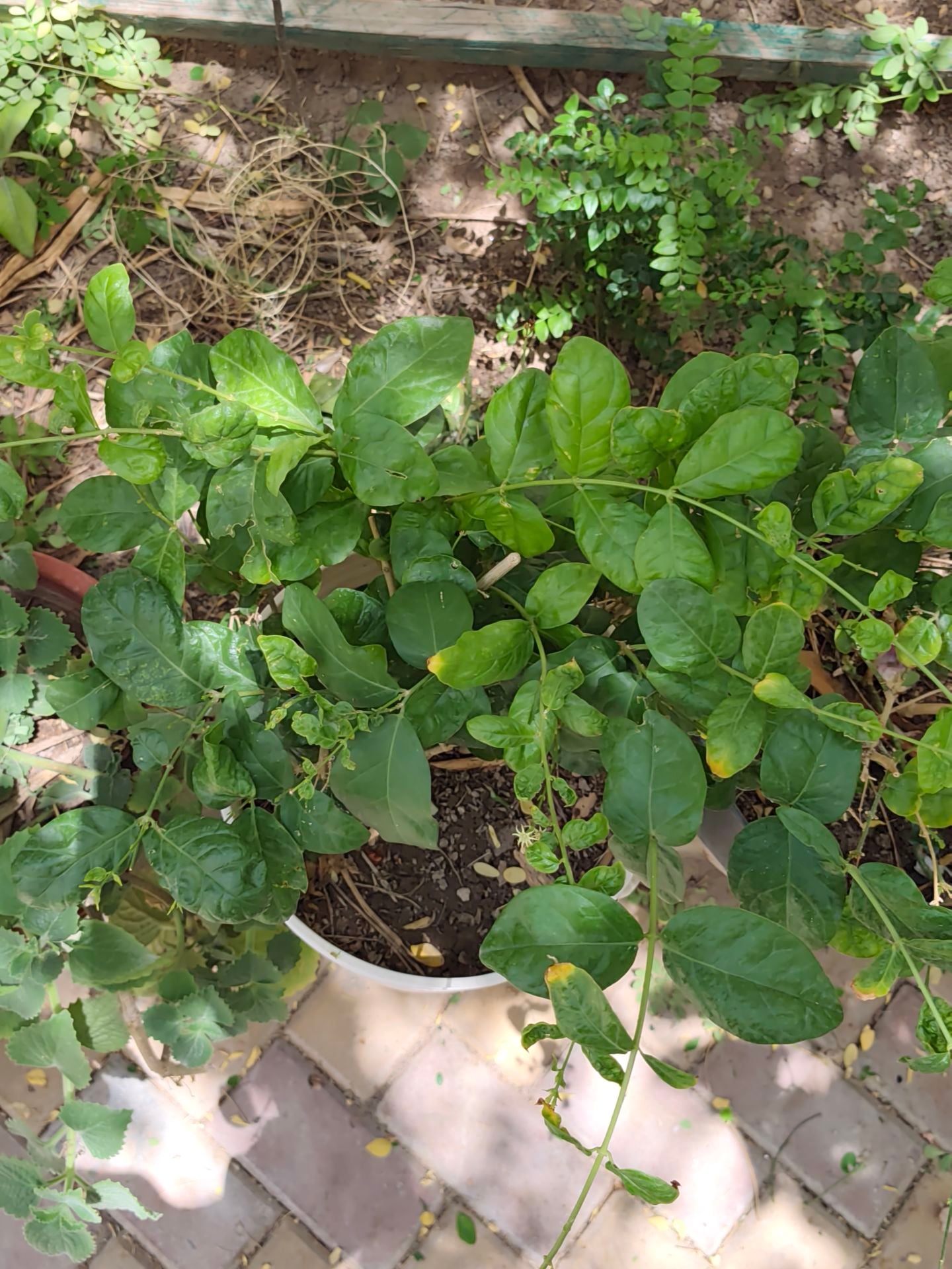 Jasmine plant - Image 3
