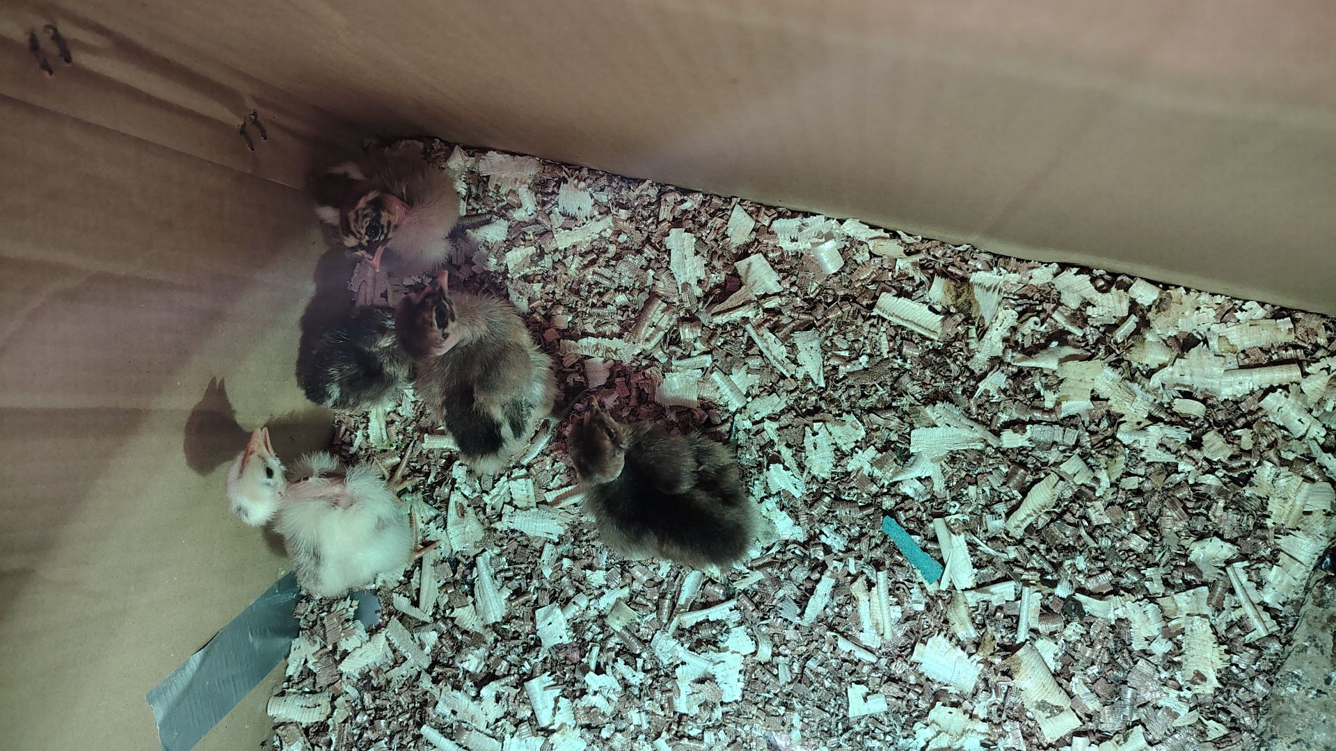 home Baladi chicks for sale  - Image 3