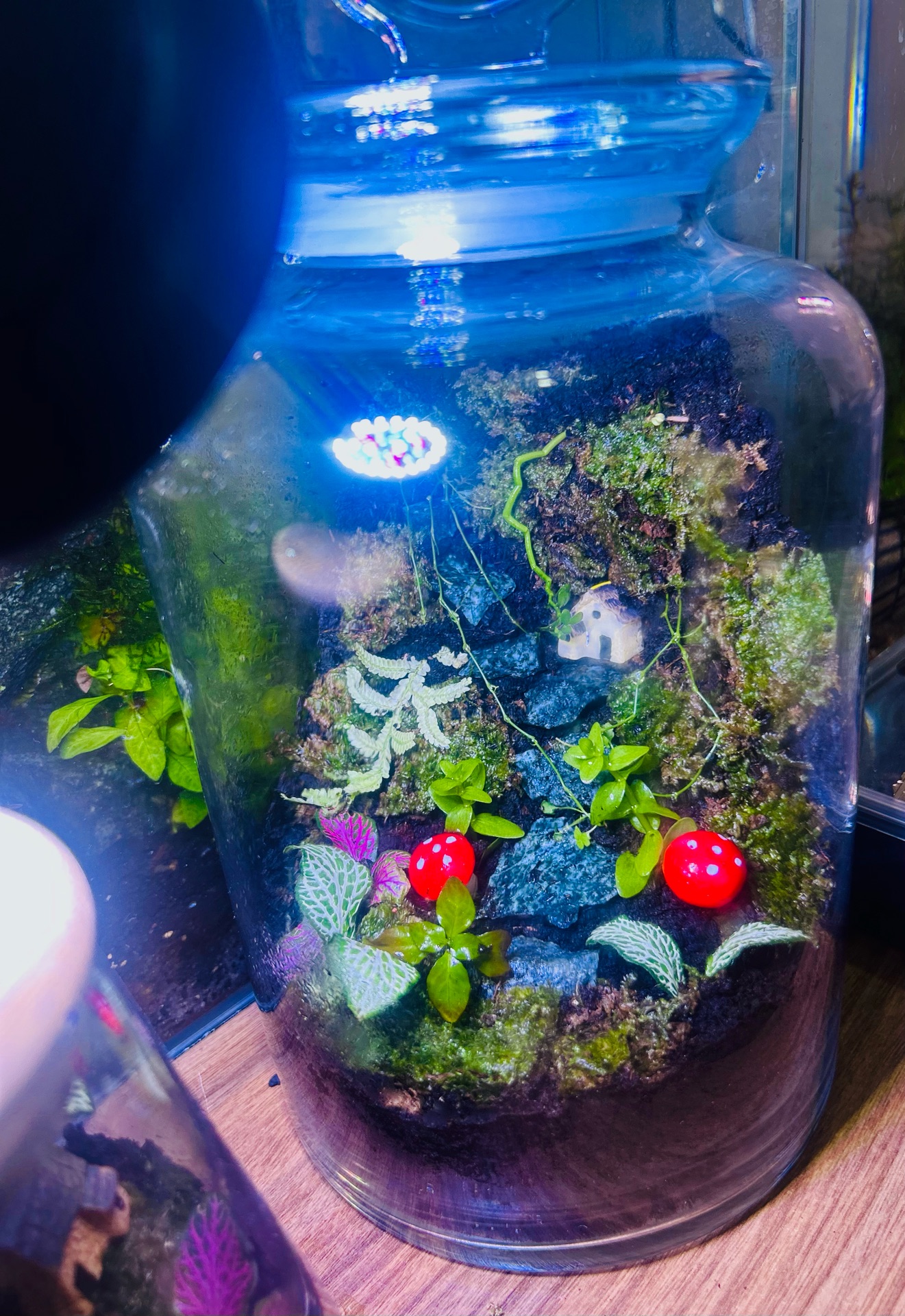 Terrarium full set with springtails light - Image 4
