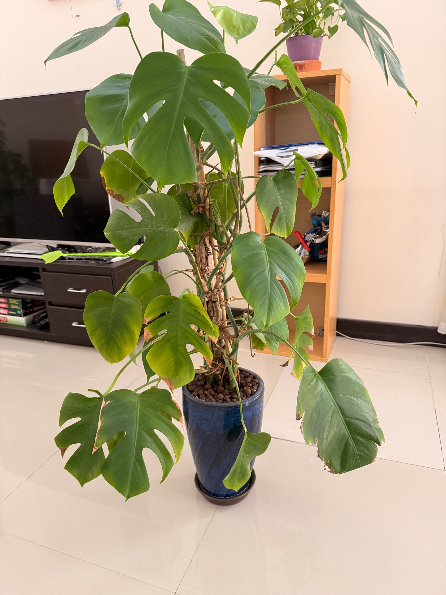 Monstera plant with ceramic pot for sale! - Image 2